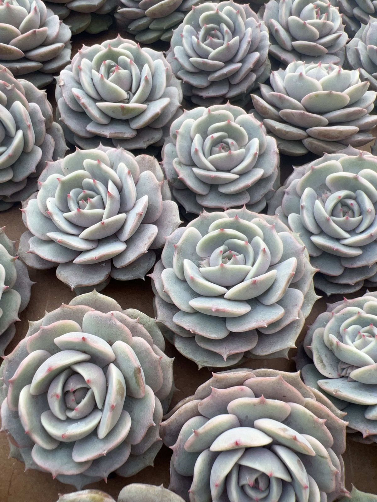 多肉植物 M308 ルナレン 50株 抜き苗 エケベリア セダム アエオニウム