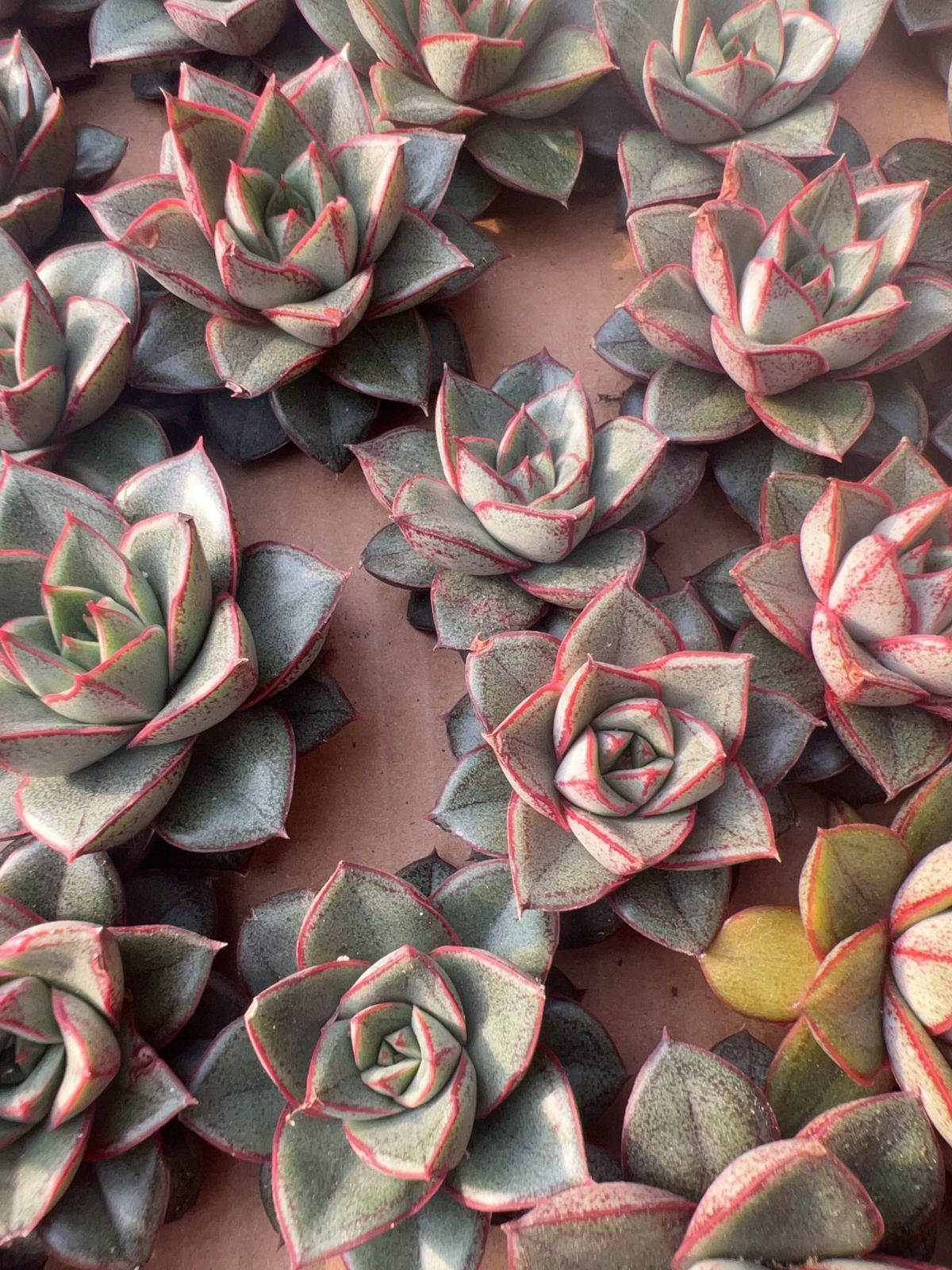 多肉植物 M162 ヤマトニシキ 50株 抜き苗 エケベリア セダム