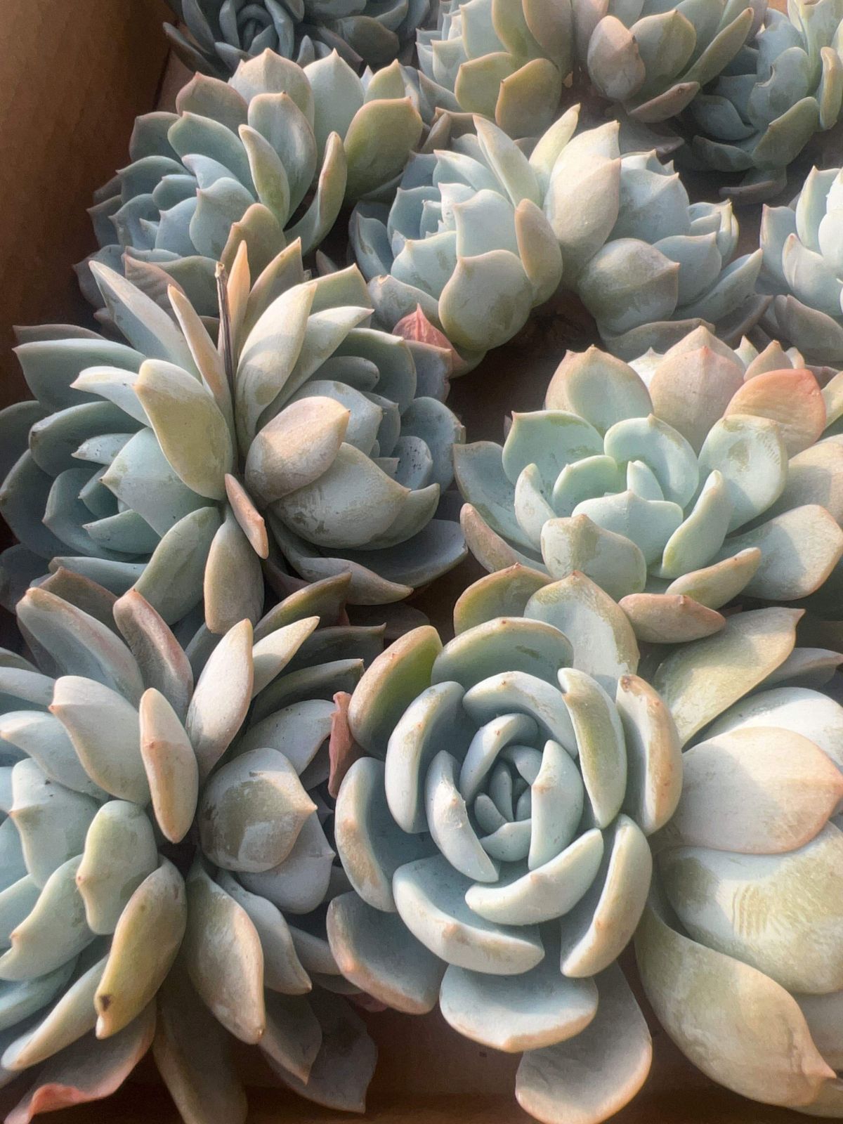 多肉植物 M093 ハクチャ 50株 抜き苗 エケベリア セダム アエオニウム