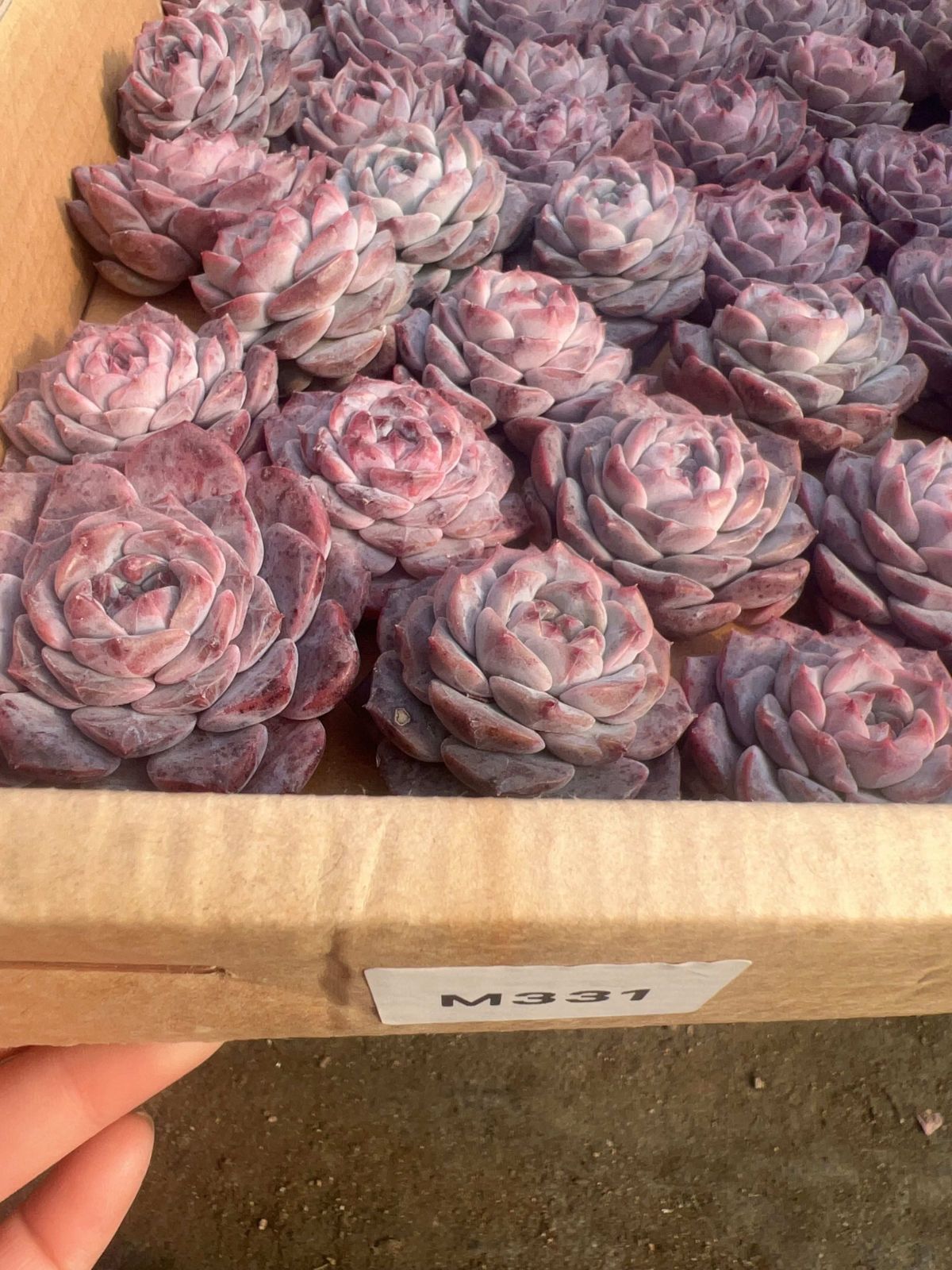 多肉植物 M331 ムラサキガス 55株 抜き苗 エケベリア セダム