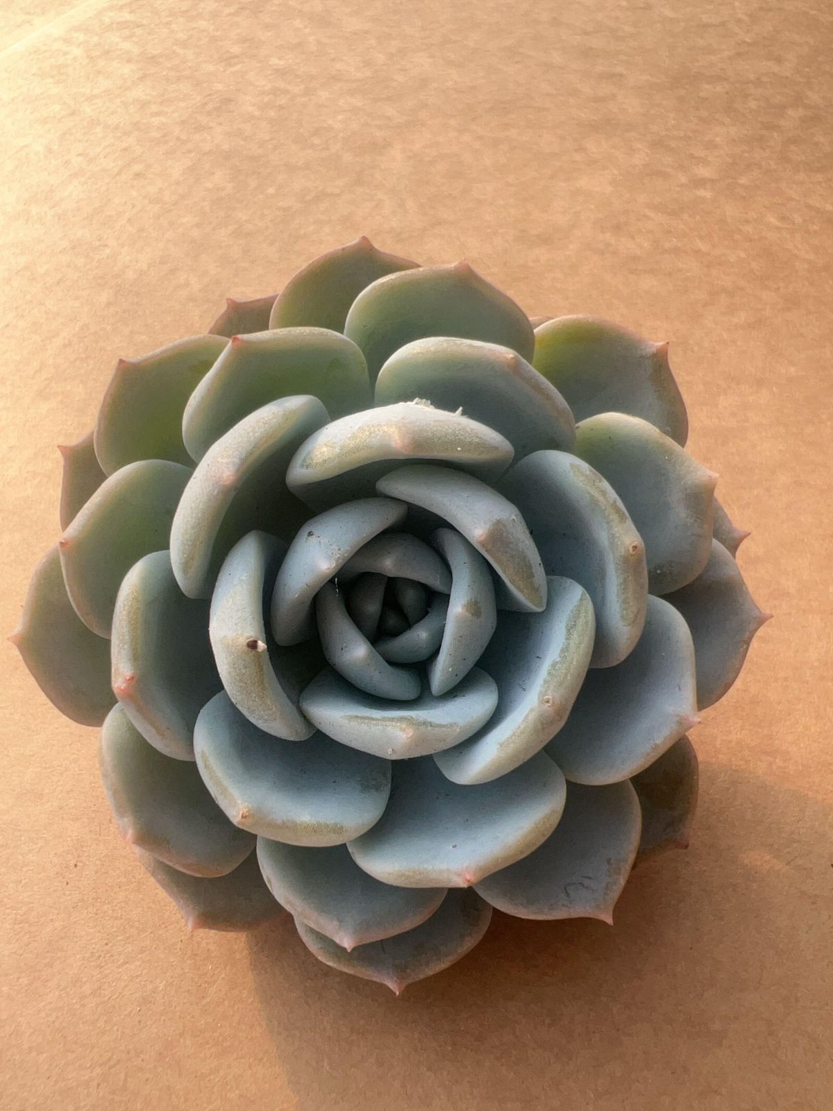 多肉植物 M093 ハクチャ 50株 抜き苗 エケベリア セダム アエオニウム