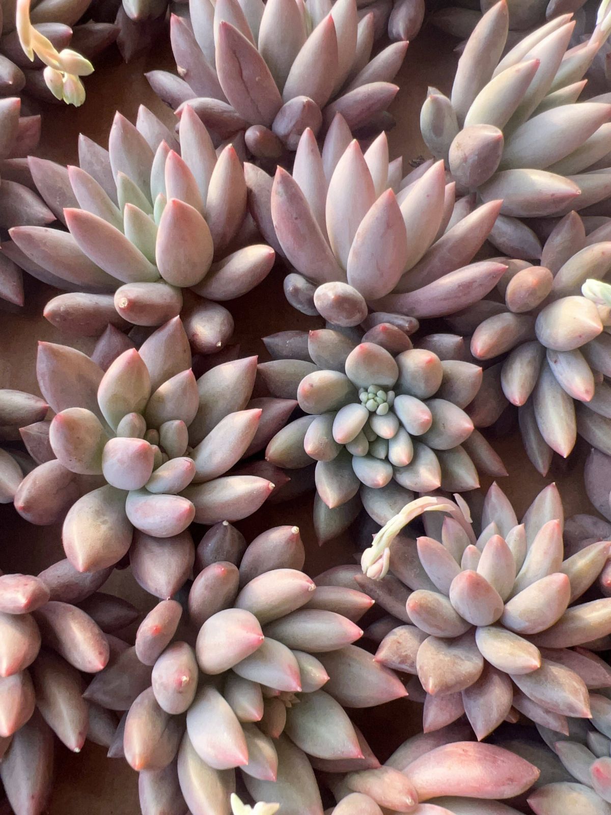 多肉植物 M212 レッドドラゴンフライ 50株 抜き苗 エケベリア セダム