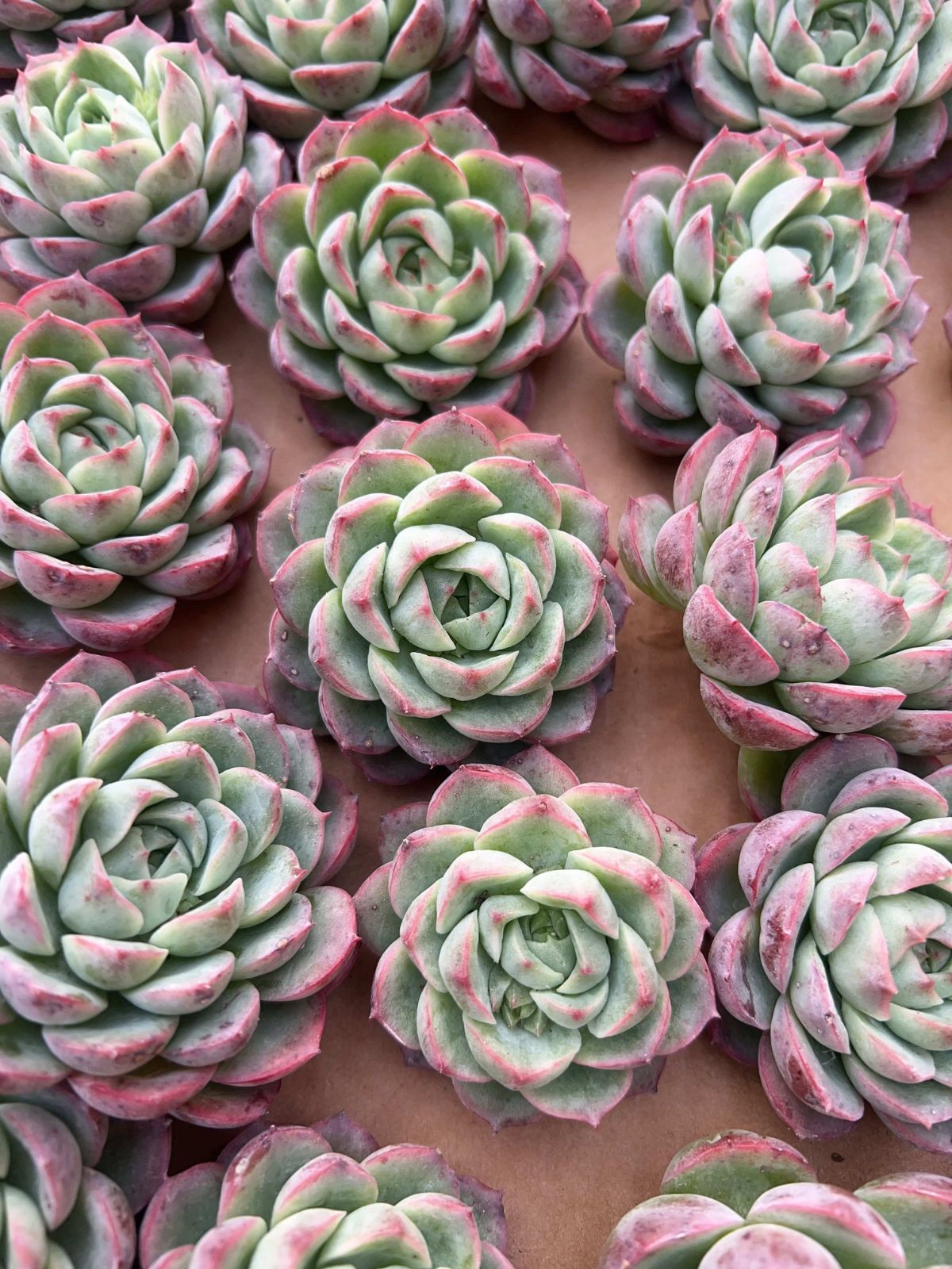 多肉植物 M321 サンライムペッパー 50株 抜き苗 エケベリア セダム