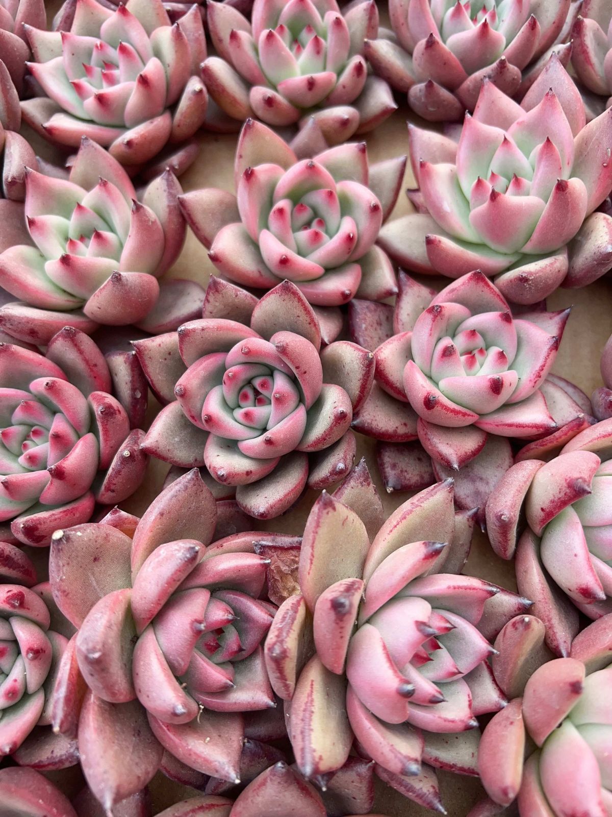 多肉植物 M489 ロミオ 50株 抜き苗 エケベリア セダム アエオニウム