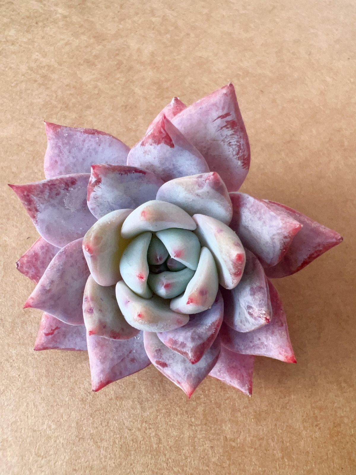 多肉植物 M333 ピンクブルーバード 100株 抜き苗 エケベリア セダム