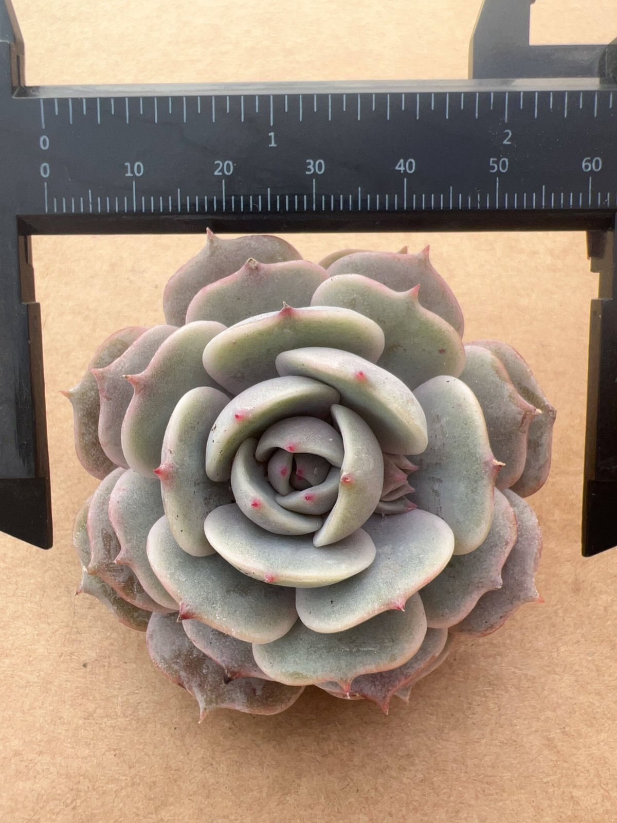 多肉植物 M308 ルナレン 50株 抜き苗 エケベリア セダム アエオニウム