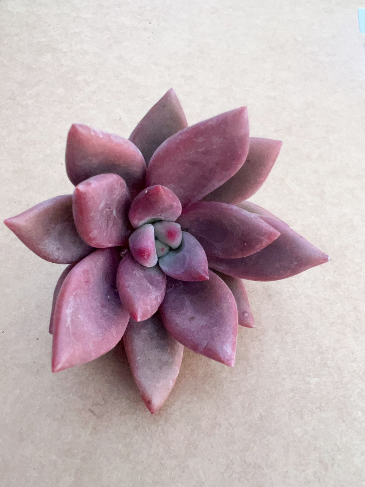 エケベリア・セダム *&*&* 105苗×トウカゲン 多肉植物 エケベリア セダム アエオニウム