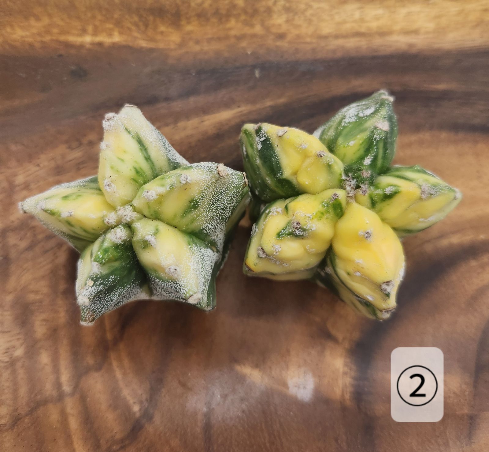 アストロフィツム 鸞鳳玉錦（ランポー玉錦）斑入り 2株セット カット苗