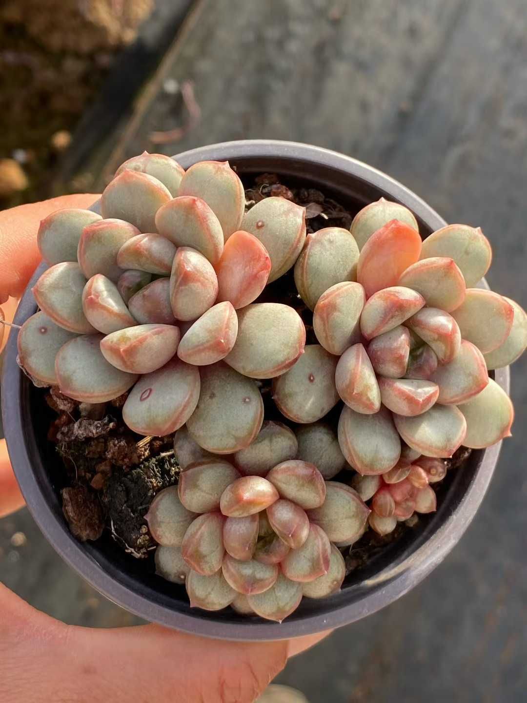 多肉植物 Z3537 ブドウ 18株 土鉢づき エケベリア セダム アエオニウム