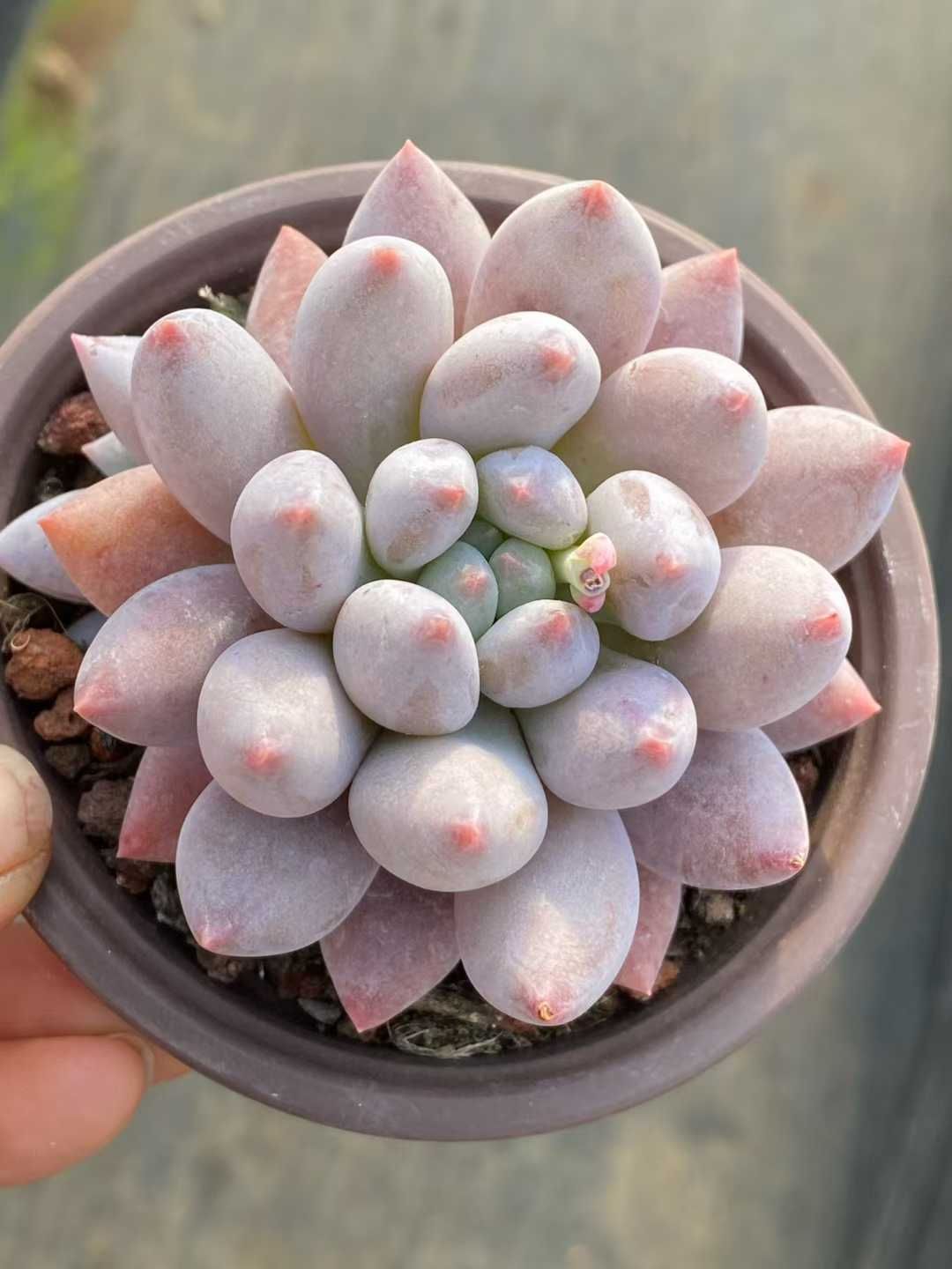 多肉植物 Z3541 ソロモン 18株 土鉢づき エケベリア セダム