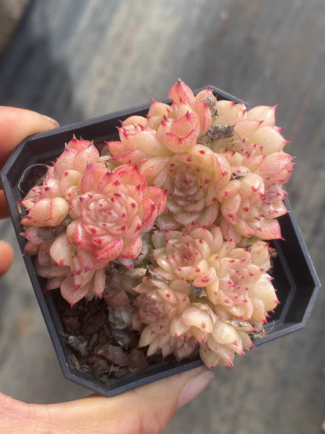 多肉植物 Z3542 ムギカン 32株 土鉢づき エケベリア セダム