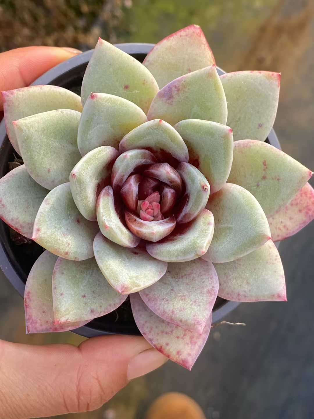 多肉植物 Z3544 ドイツシャンペン 18株 土鉢づき エケベリア セダム