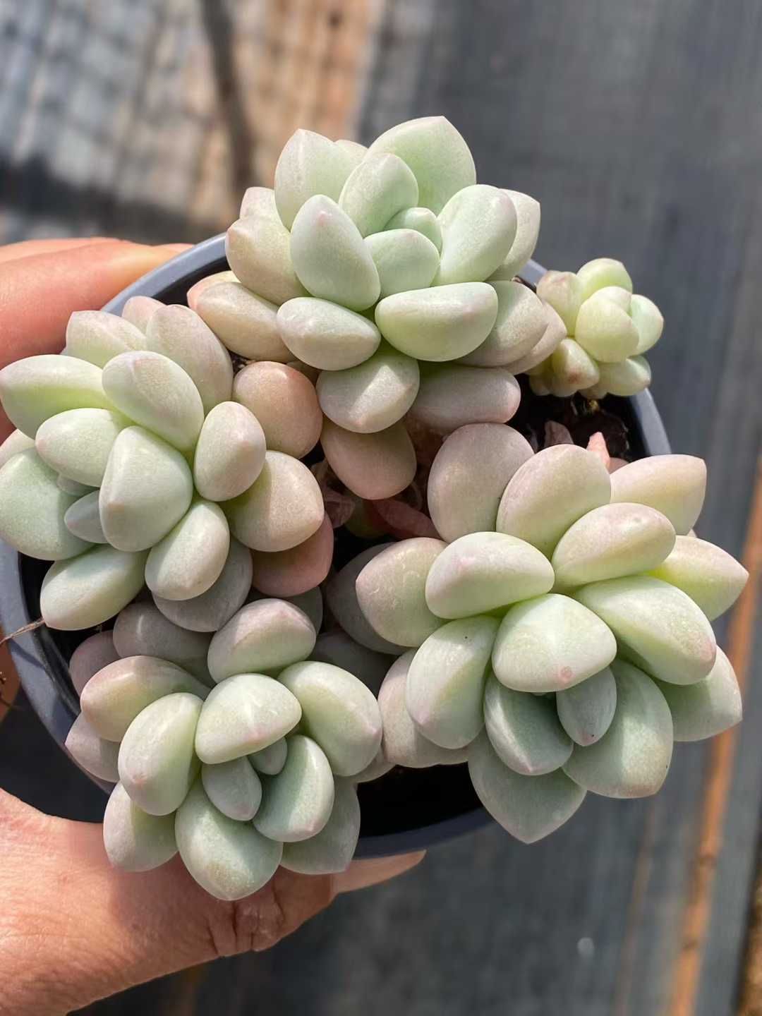 多肉植物 Z3545 バブルガム 18株 土鉢づき エケベリア セダム