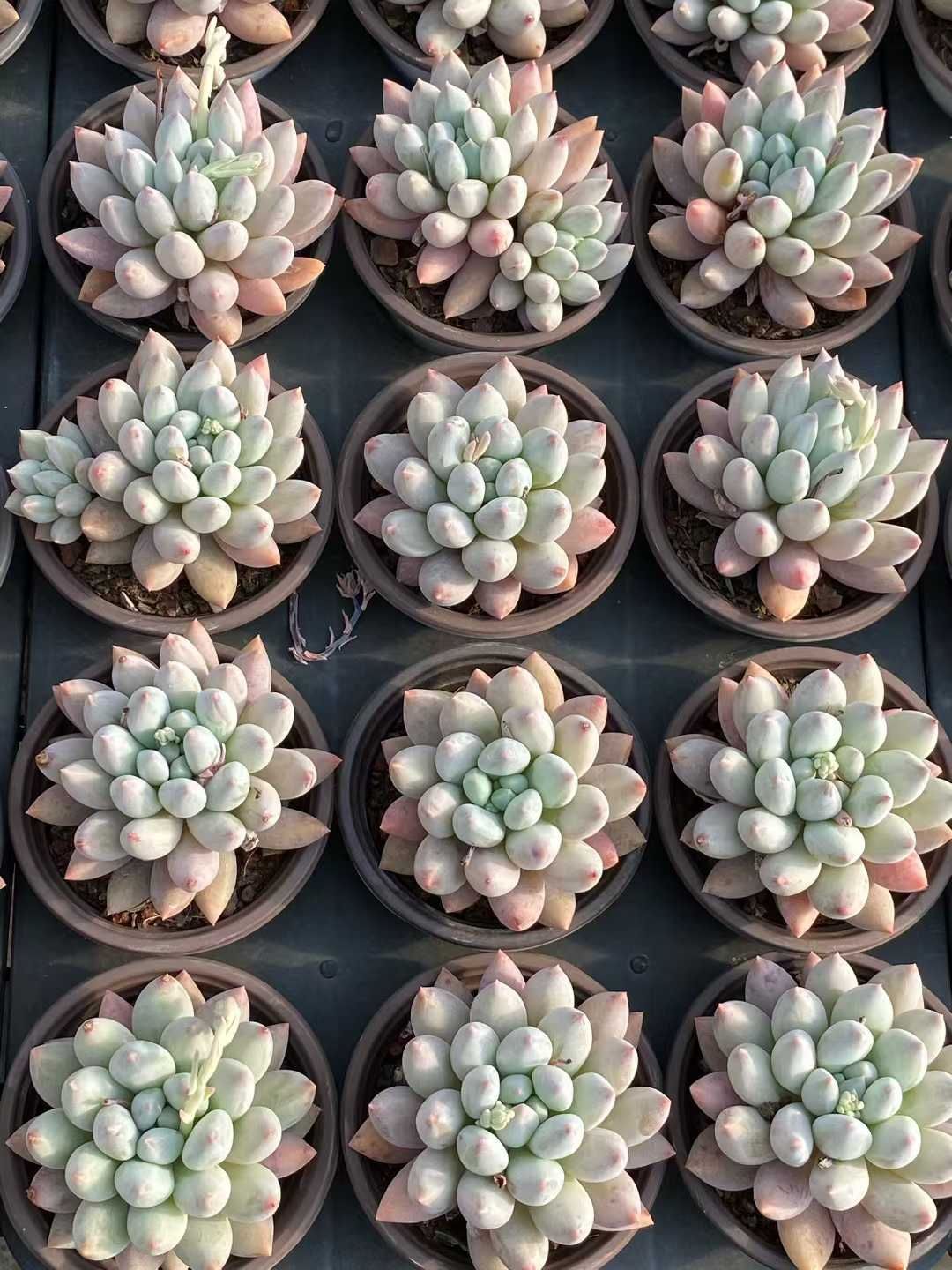 多肉植物 Z3541 ソロモン 18株 土鉢づき エケベリア セダム