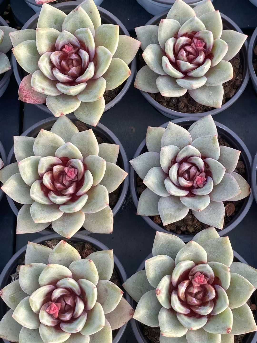 多肉植物 Z3544 ドイツシャンペン 18株 土鉢づき エケベリア セダム