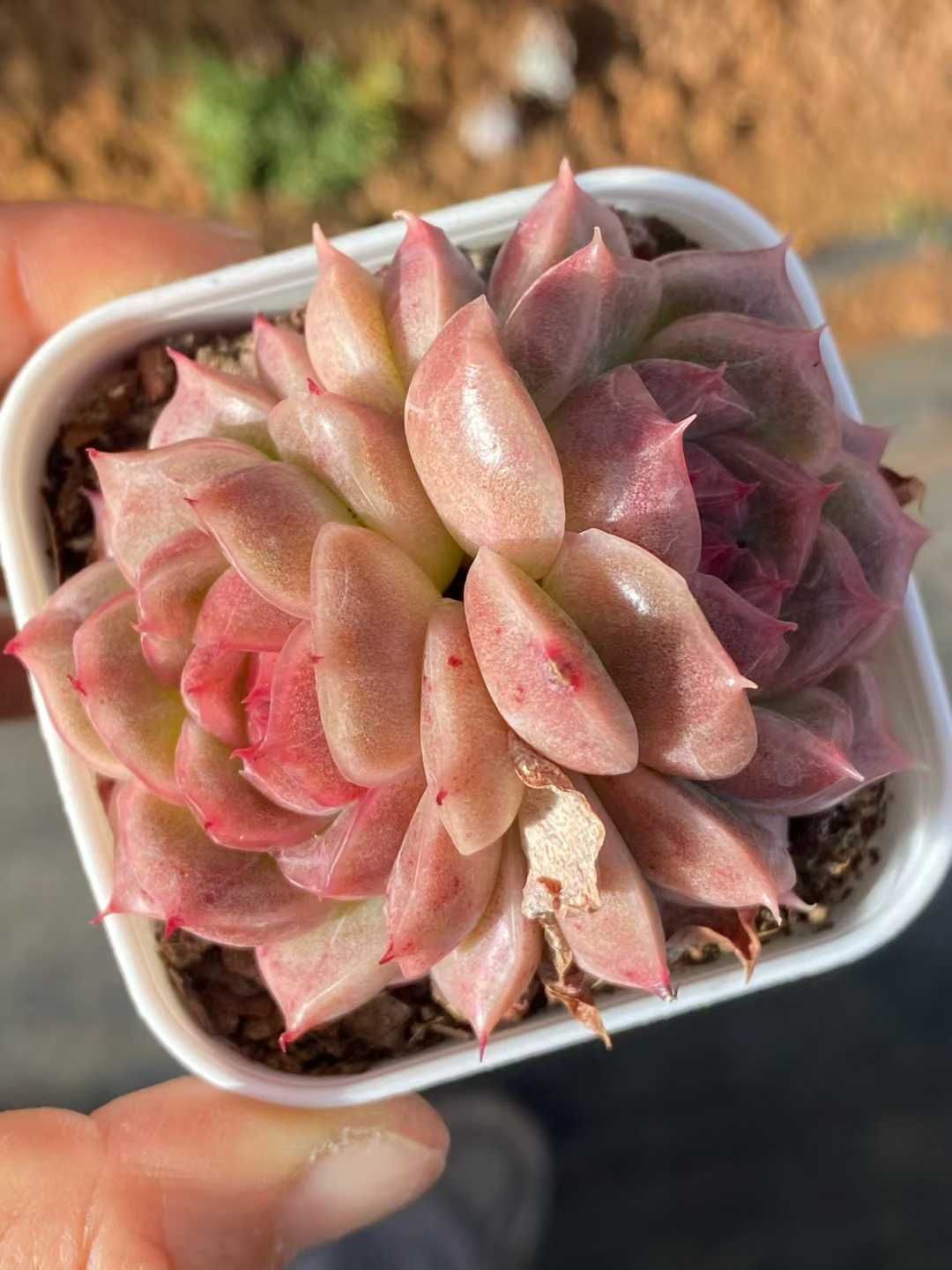 多肉植物 Z3550 タンカジェニー 32株 土鉢づき エケベリア セダム