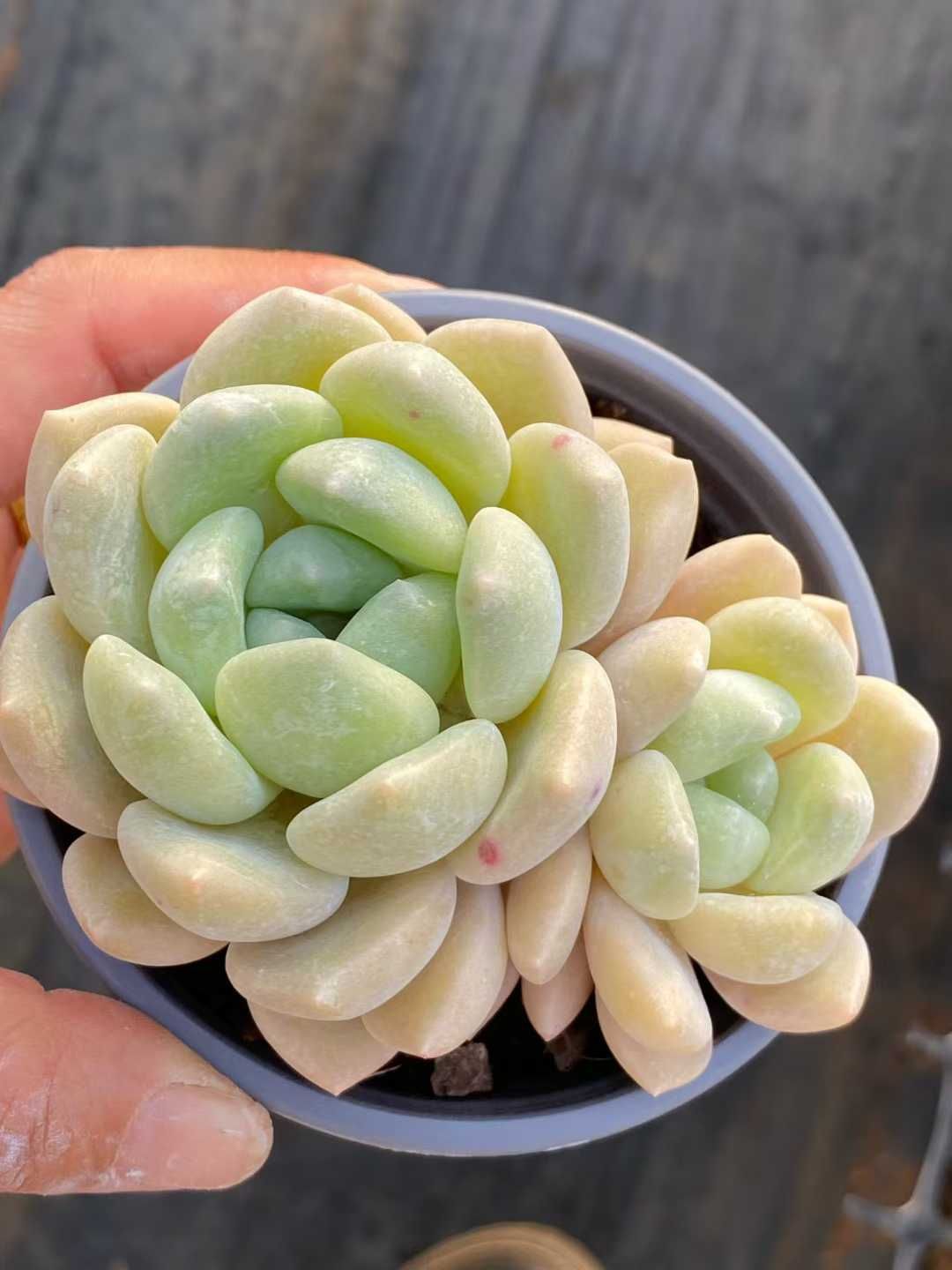 多肉植物 Z3552 チューベローズ 18株 土鉢づき エケベリア セダム