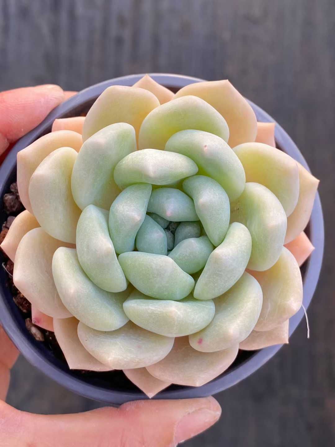 多肉植物 Z3552 チューベローズ 18株 土鉢づき エケベリア セダム