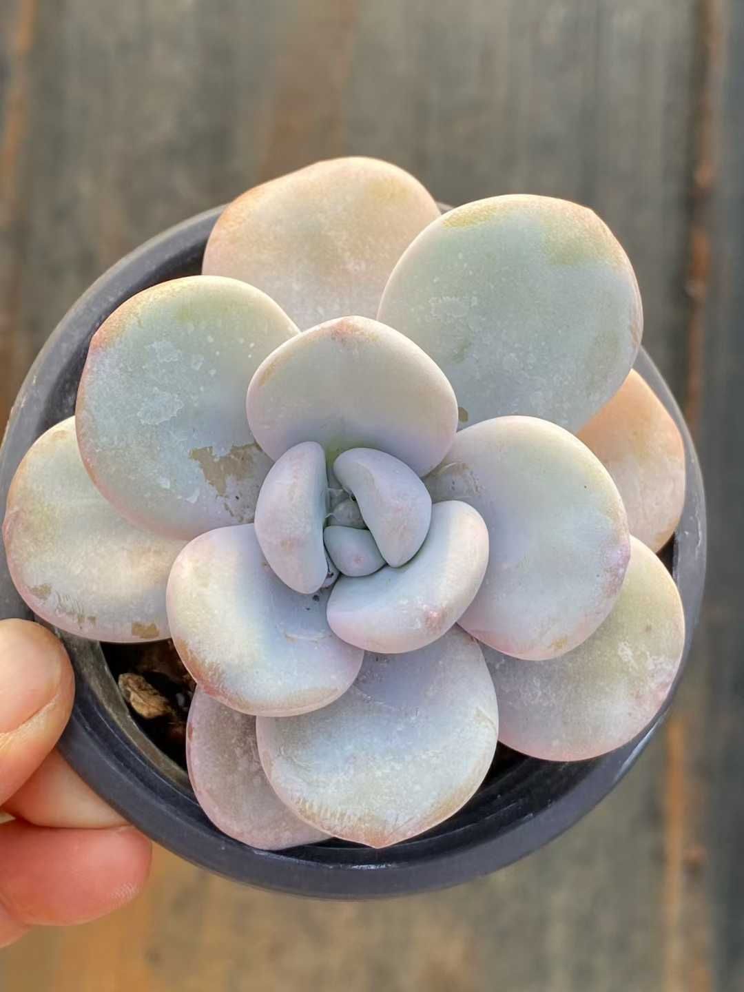 多肉植物 Z3553 ピンクラビット 18株 土鉢づき エケベリア セダム