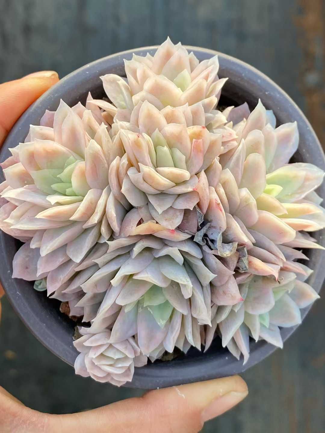 多肉植物 Z3555 クイーンボルネオールバリエゲイティッド 18株 土鉢