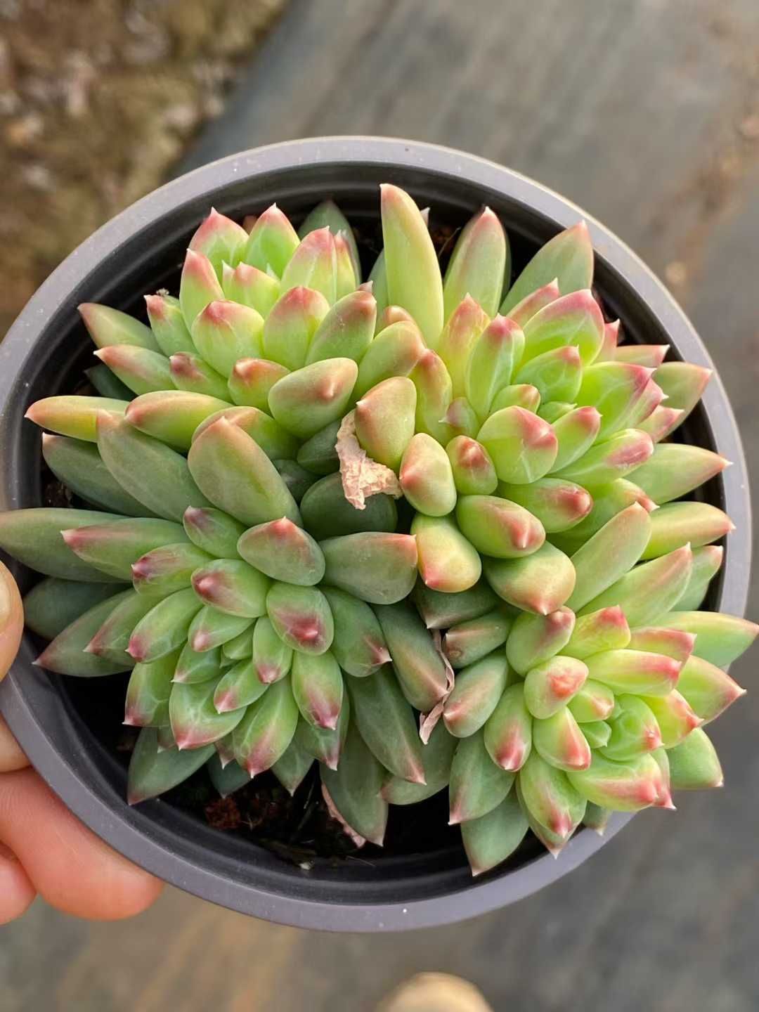 多肉植物 Z3558 コッコツモジ 18株 土鉢づき エケベリア セダム