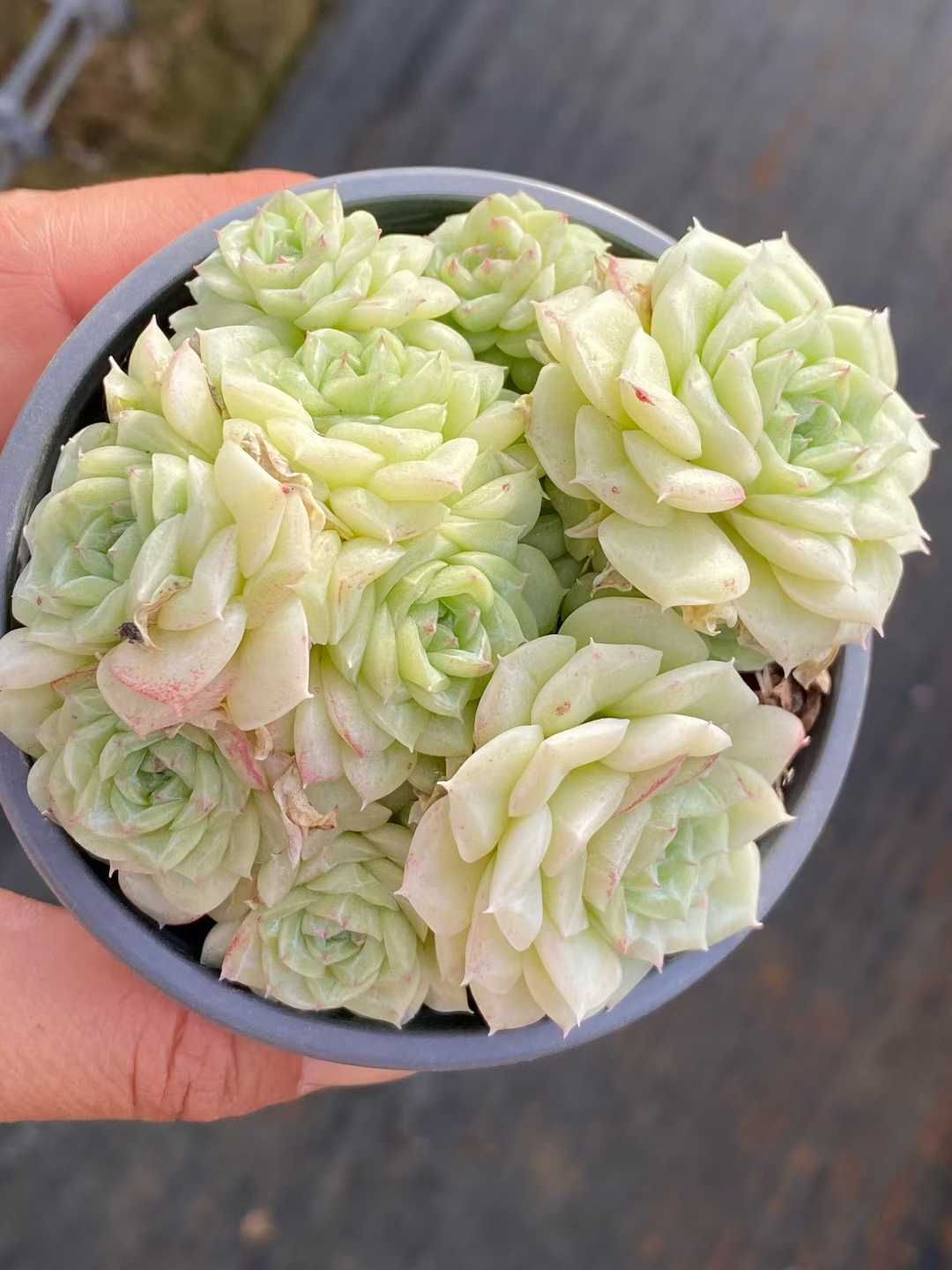 多肉植物 Z3559 ハクテンガ 18株 土鉢づき エケベリア セダム