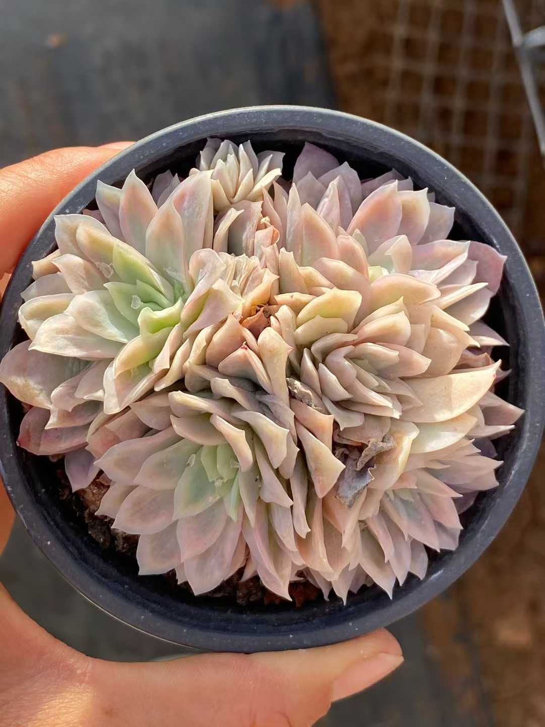 多肉植物 Z3555 クイーンボルネオールバリエゲイティッド 18株 土鉢