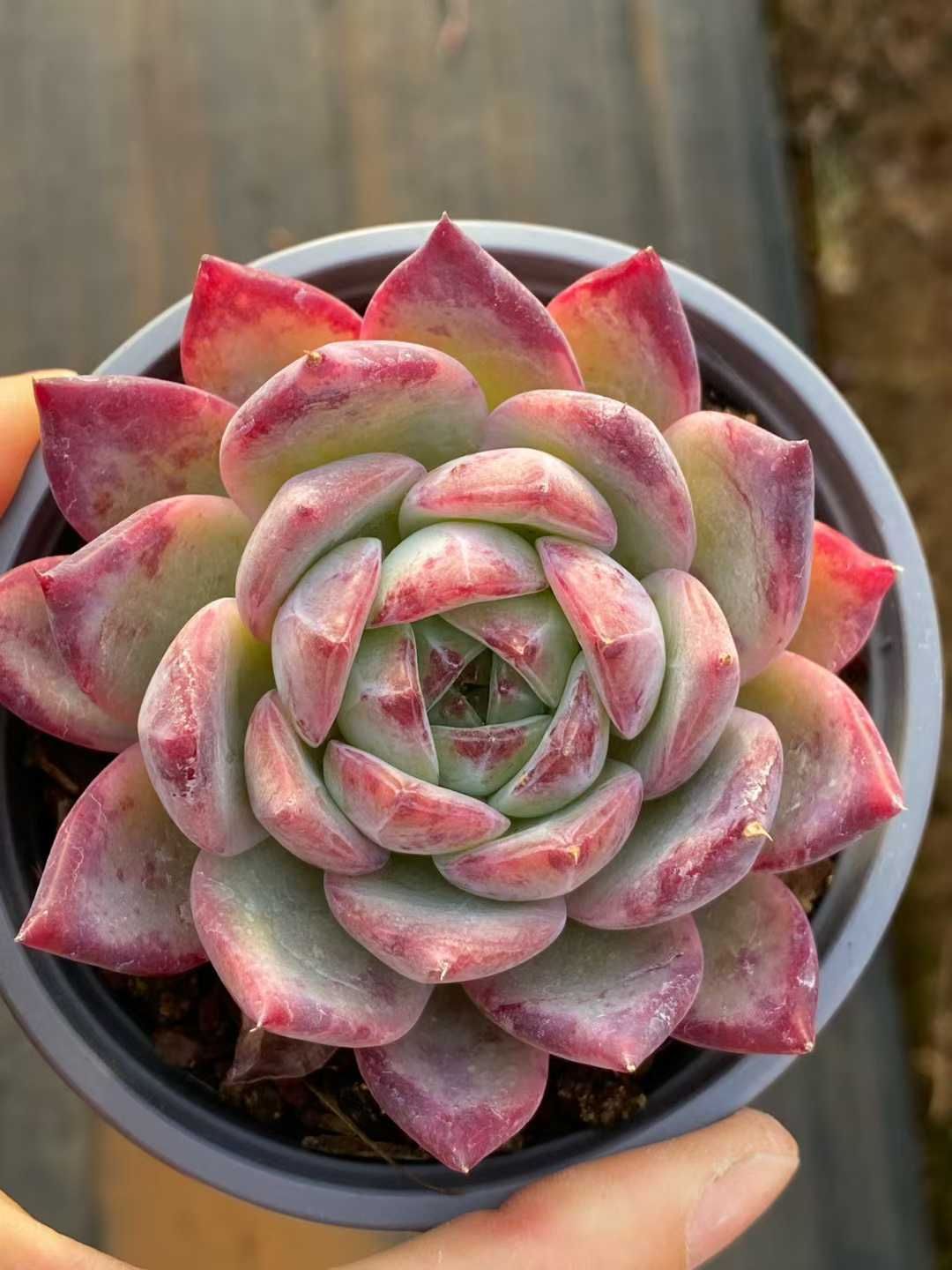 多肉植物 Z3560 コウラトウ 18株 土鉢づき エケベリア セダム