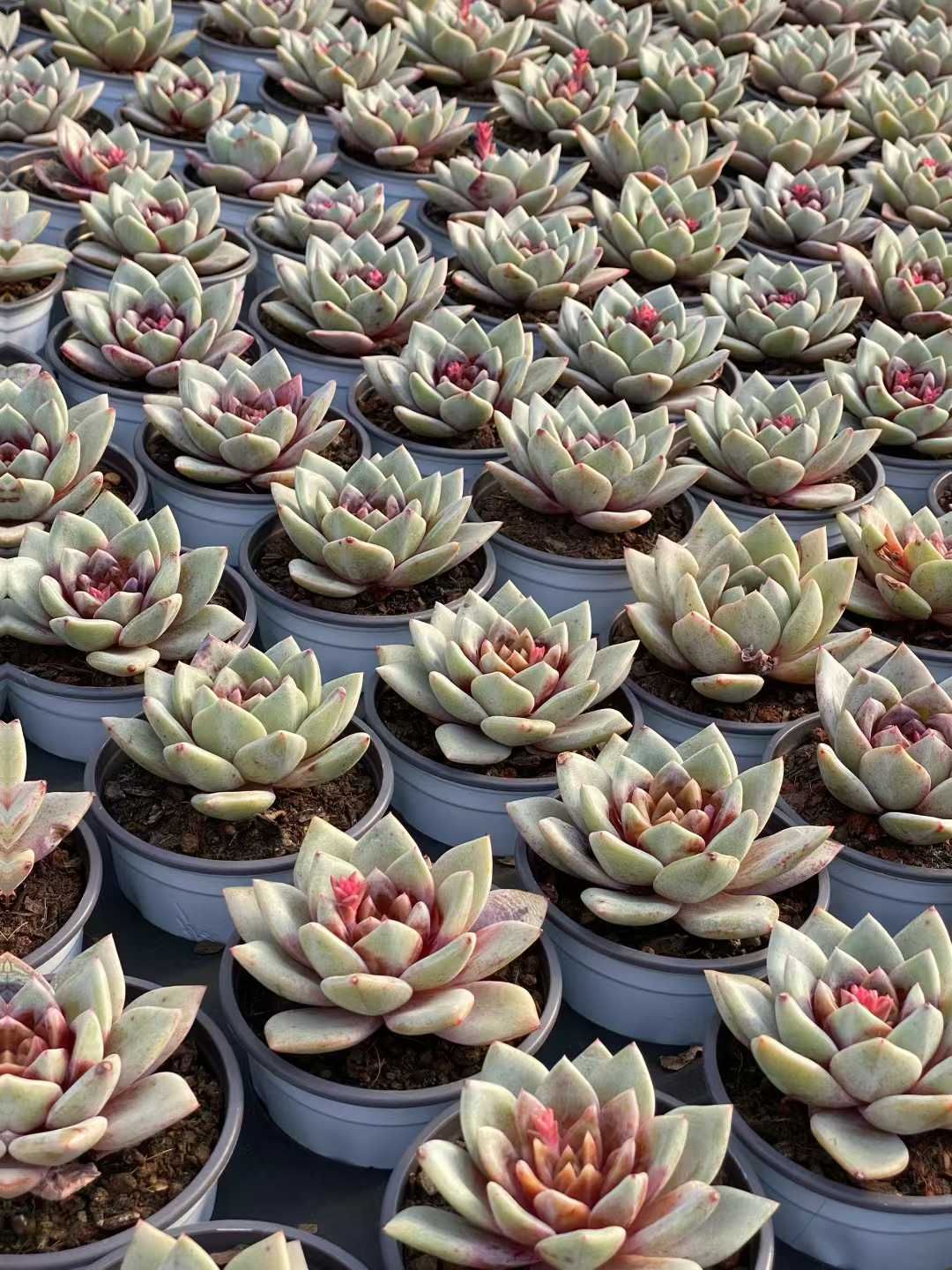 多肉植物 Z3544 ドイツシャンペン 18株 土鉢づき エケベリア セダム