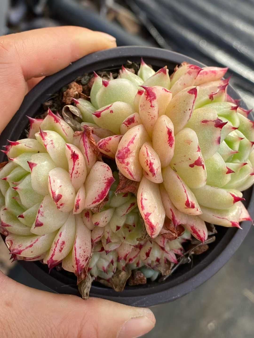 多肉植物 Z3563 ホウオウビ 18株 土鉢づき エケベリア セダム