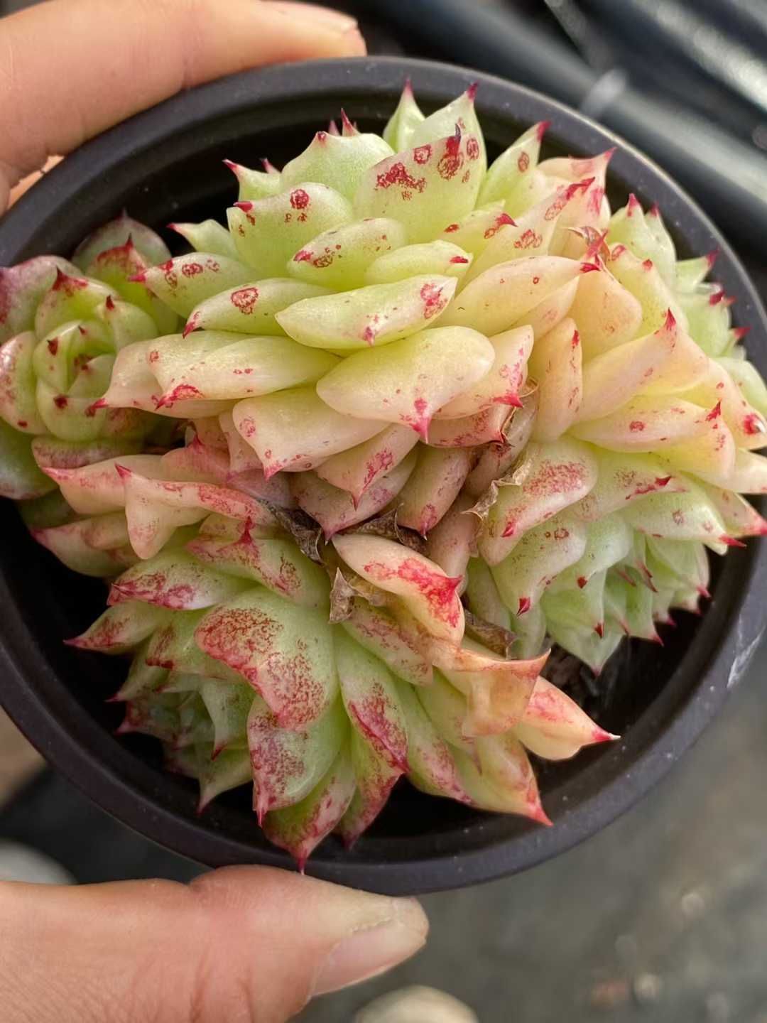 多肉植物 Z3563 ホウオウビ 18株 土鉢づき エケベリア セダム