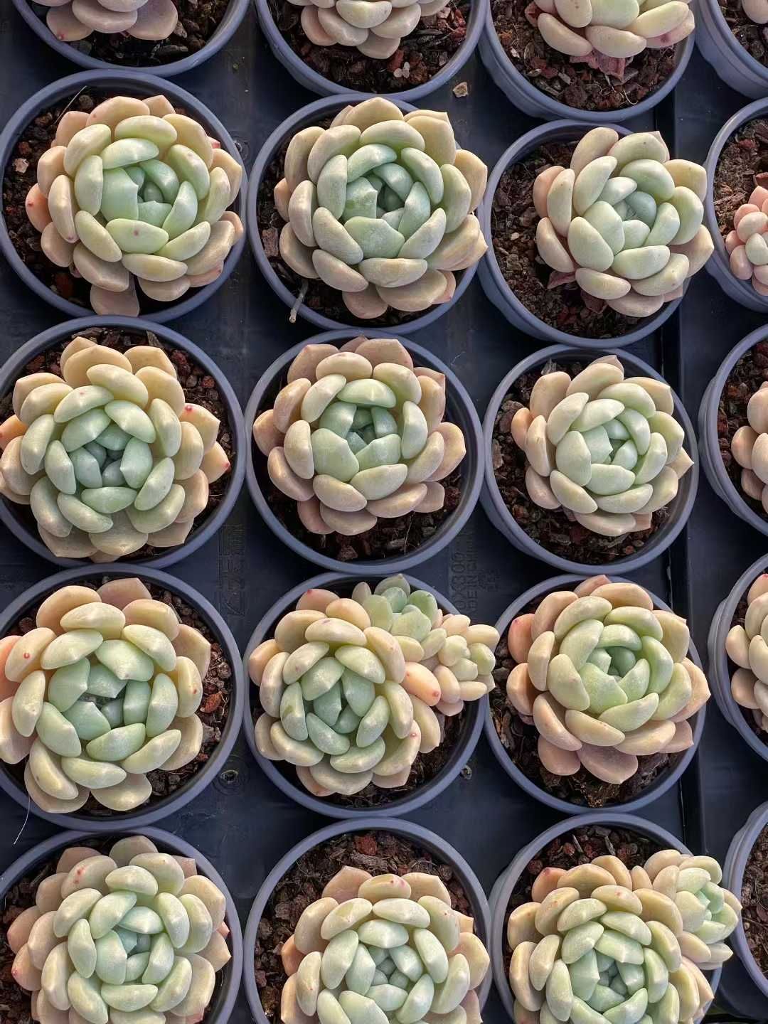 多肉植物 Z3552 チューベローズ 18株 土鉢づき エケベリア セダム