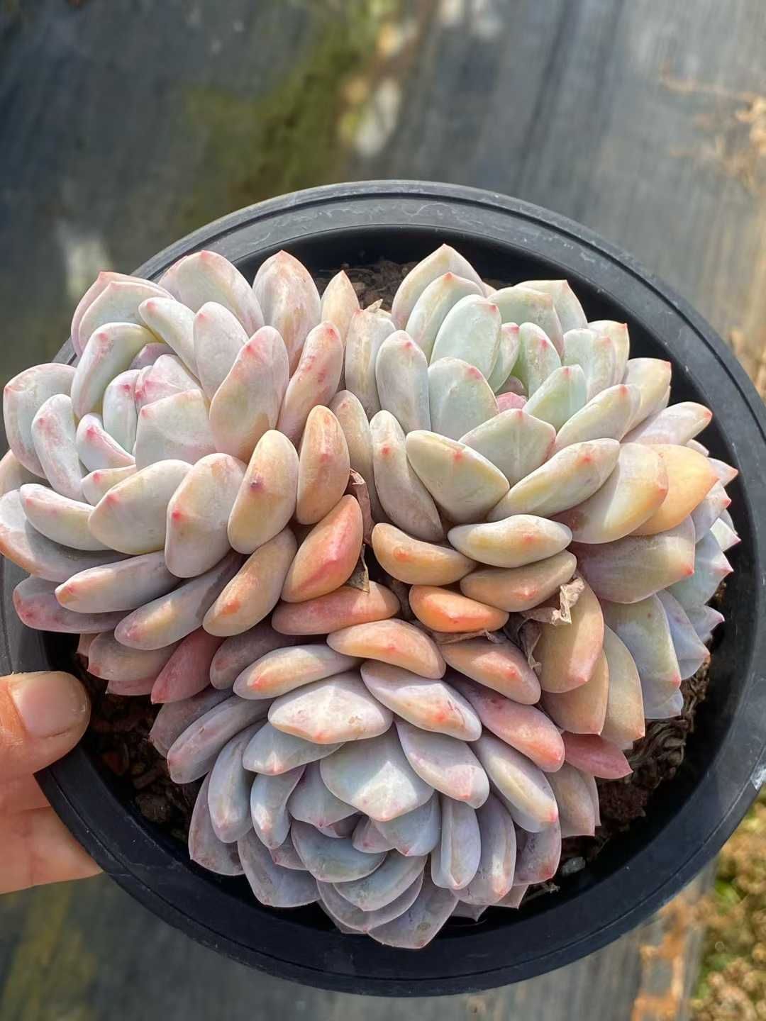 多肉植物 Z3567 オレンジムーロン 8株 土鉢づき エケベリア セダム