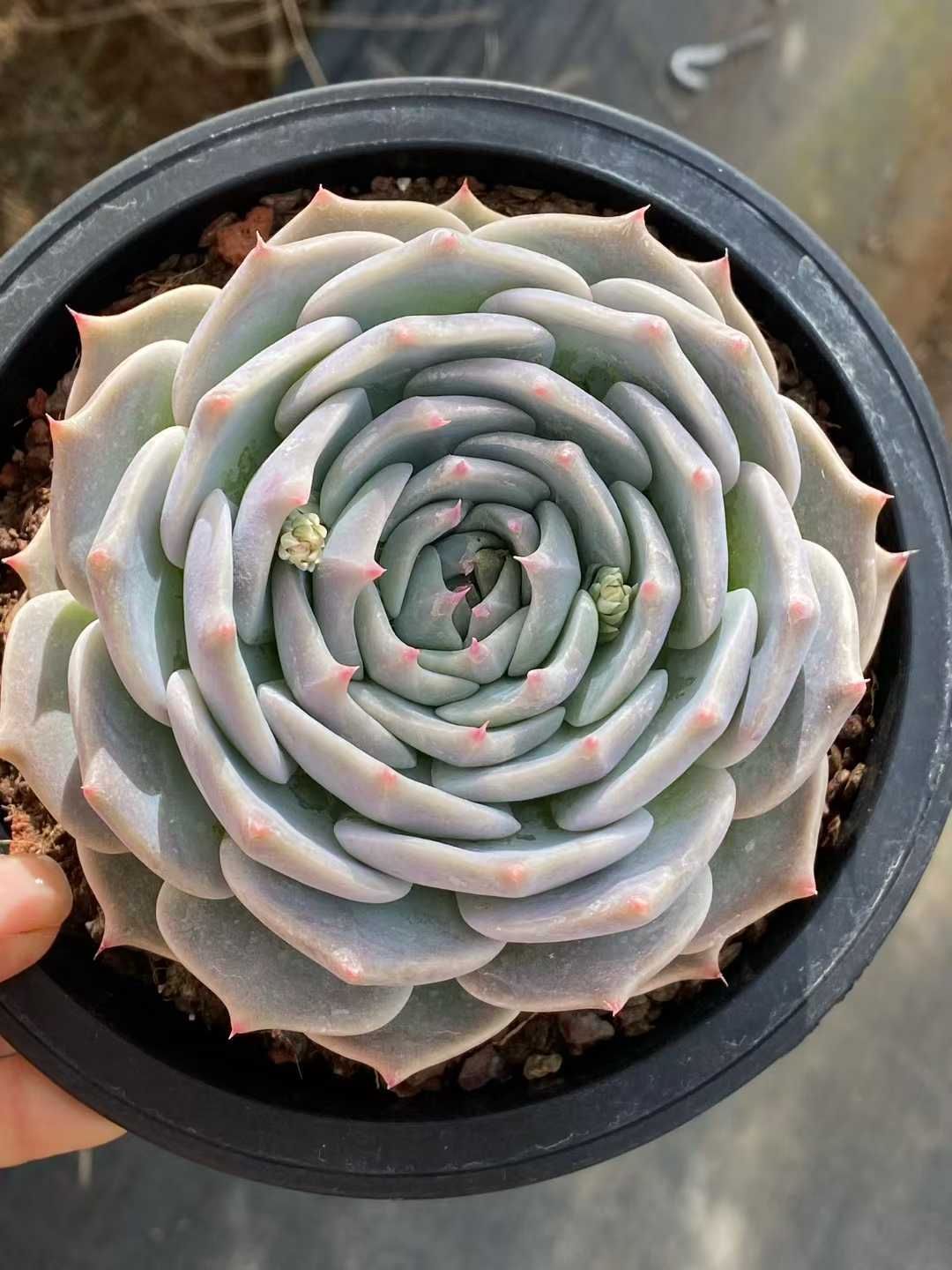 多肉植物 Z3566 ピカチュウ 8株 土鉢づき エケベリア セダム