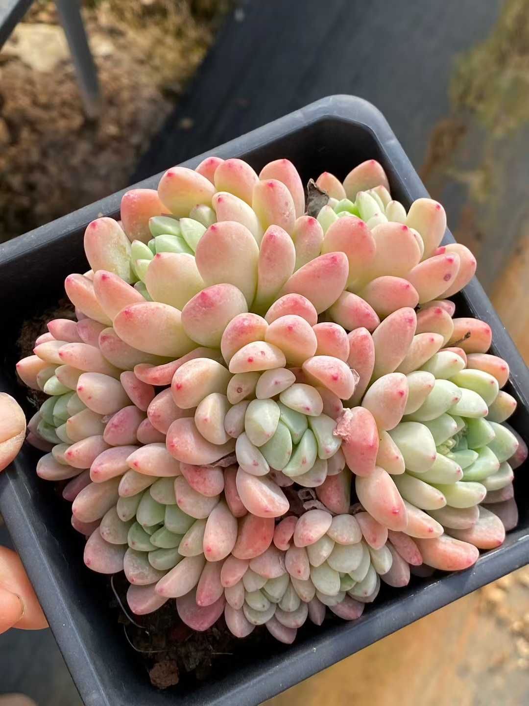 多肉植物 Z3570 ギョクカン 12株 土鉢づき エケベリア セダム