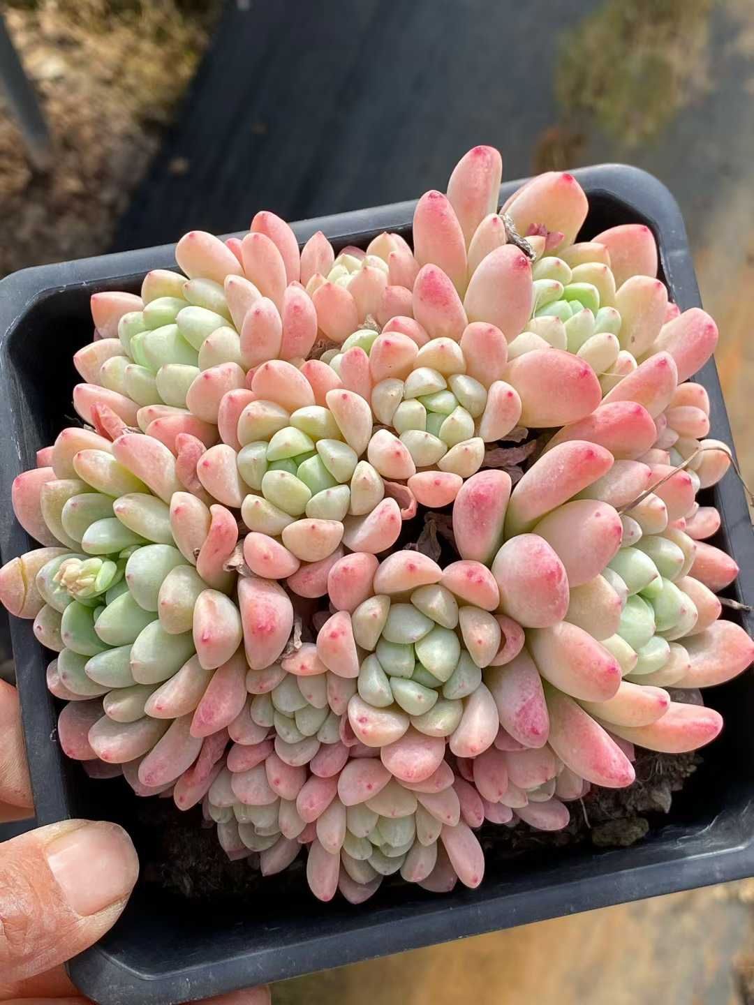 多肉植物 Z3570 ギョクカン 12株 土鉢づき エケベリア セダム