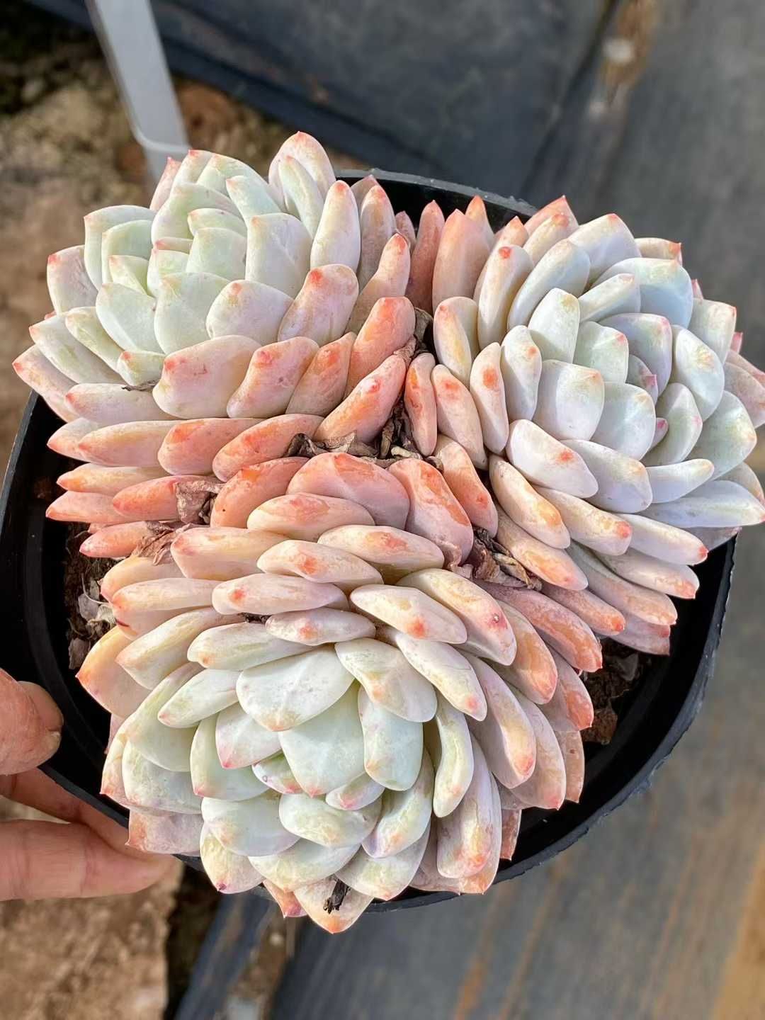 多肉植物 Z3567 オレンジムーロン 8株 土鉢づき エケベリア セダム