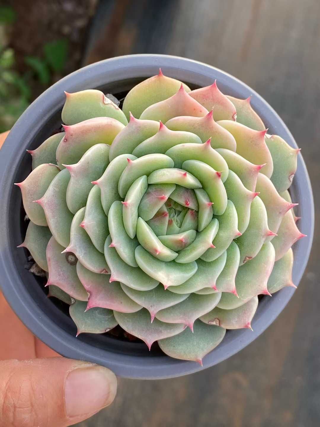 多肉植物 Z3569 ブルーアイ 18株 土鉢づき エケベリア セダム