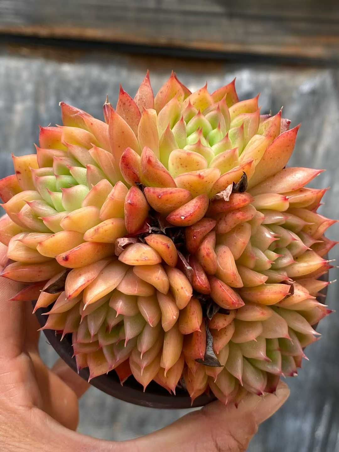 多肉植物 Z3572 フラッシュ 18株 土鉢づき エケベリア セダム