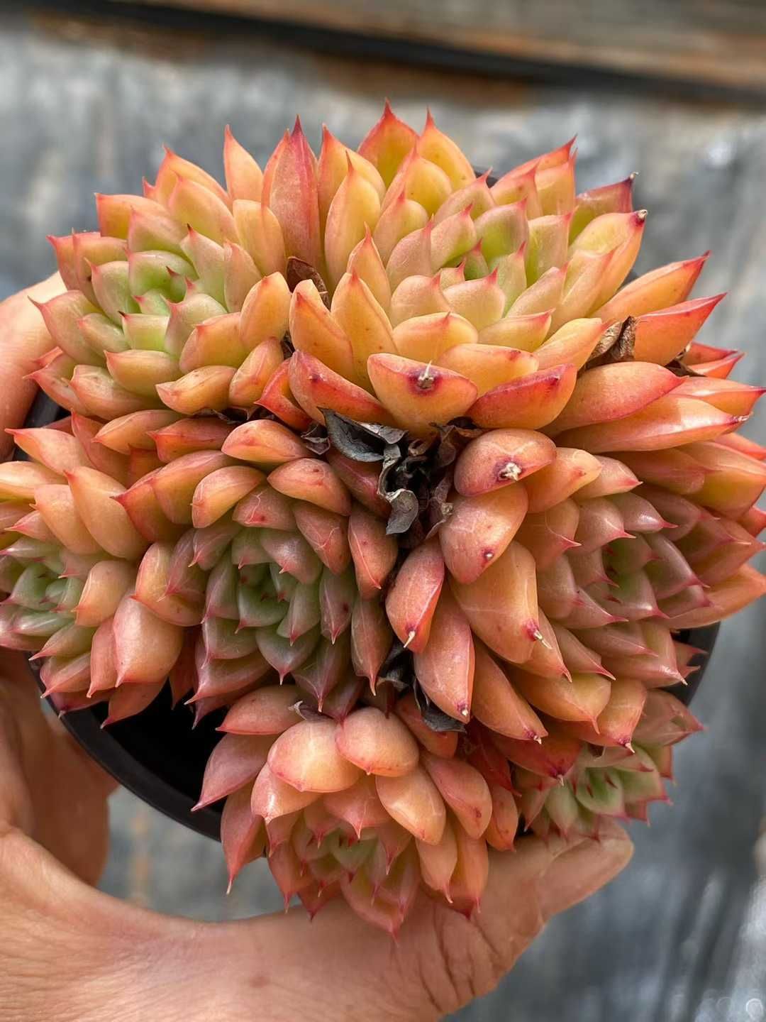 多肉植物 Z3572 フラッシュ 18株 土鉢づき エケベリア セダム