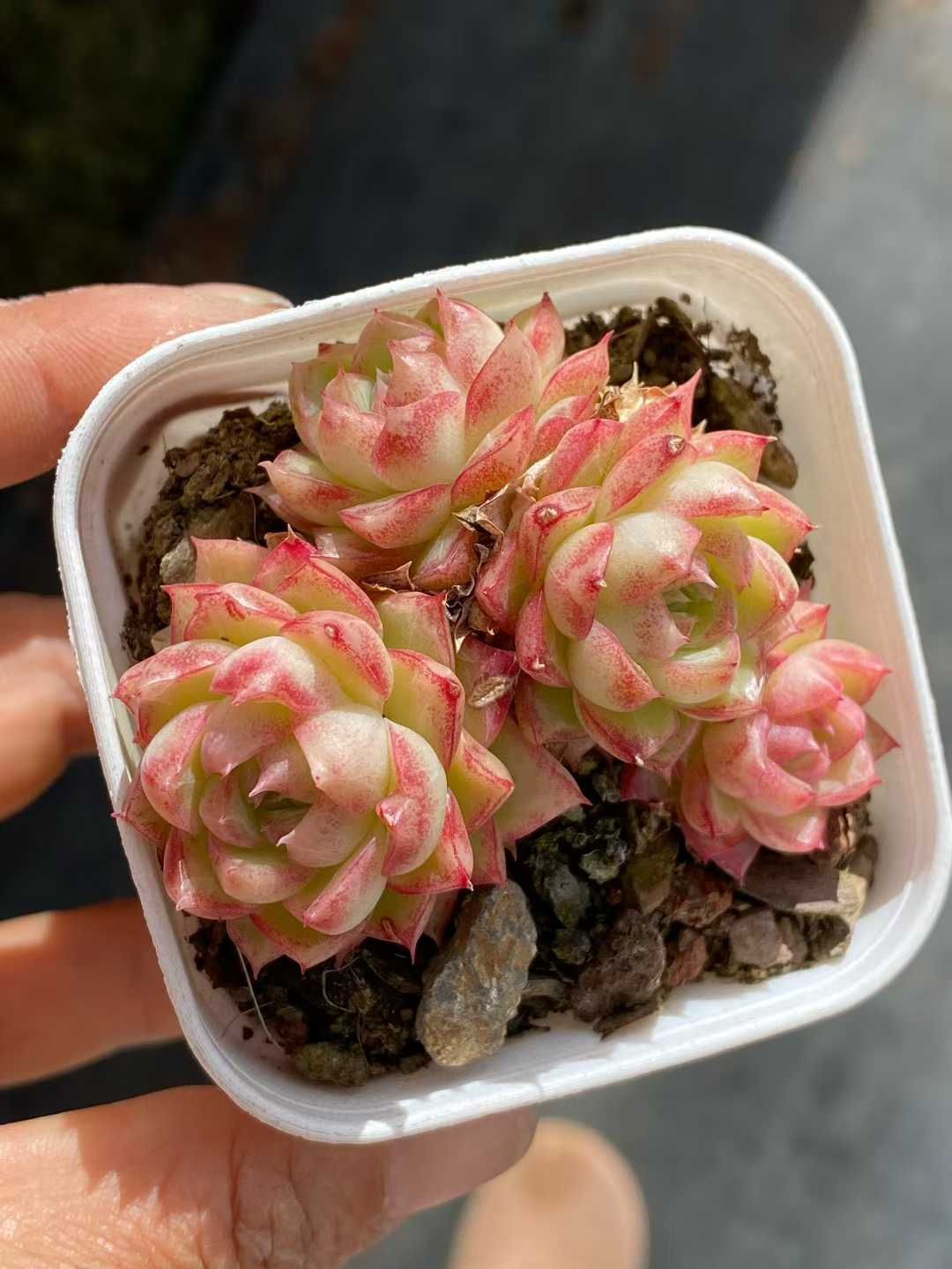 多肉植物 Z3573 レッドクイーン 32株 土鉢づき エケベリア セダム