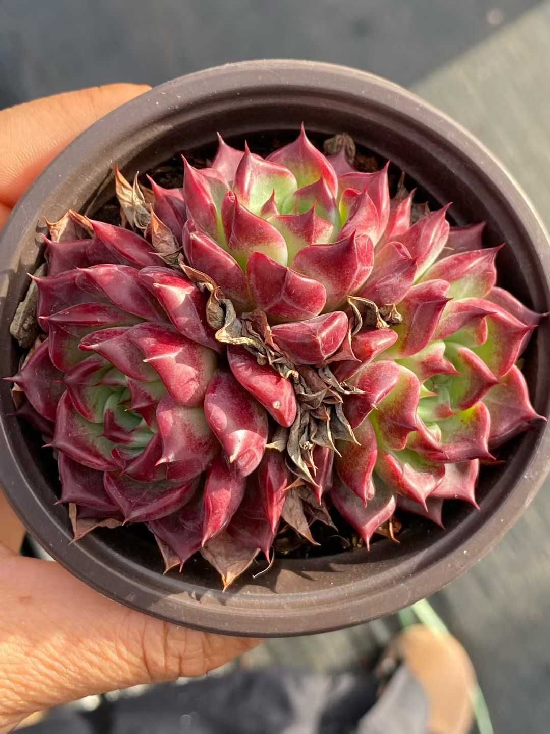 多肉植物 Z3577 ブラックナイト 18株 土鉢づき エケベリア セダム