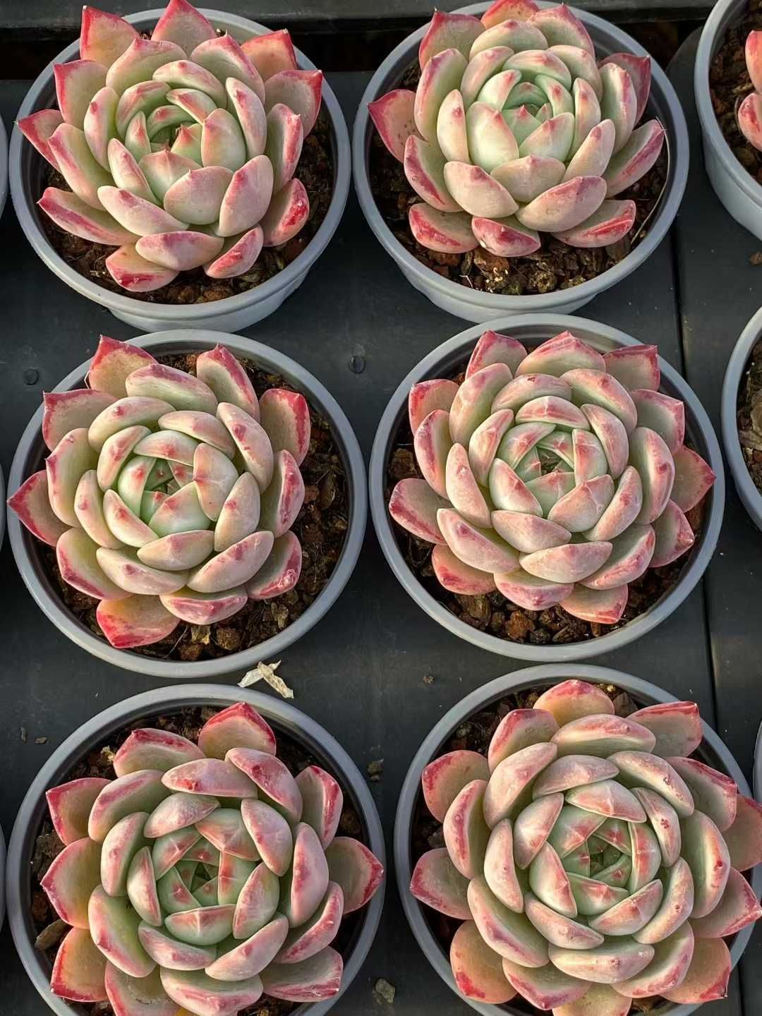 多肉植物 Z3560 コウラトウ 18株 土鉢づき エケベリア セダム