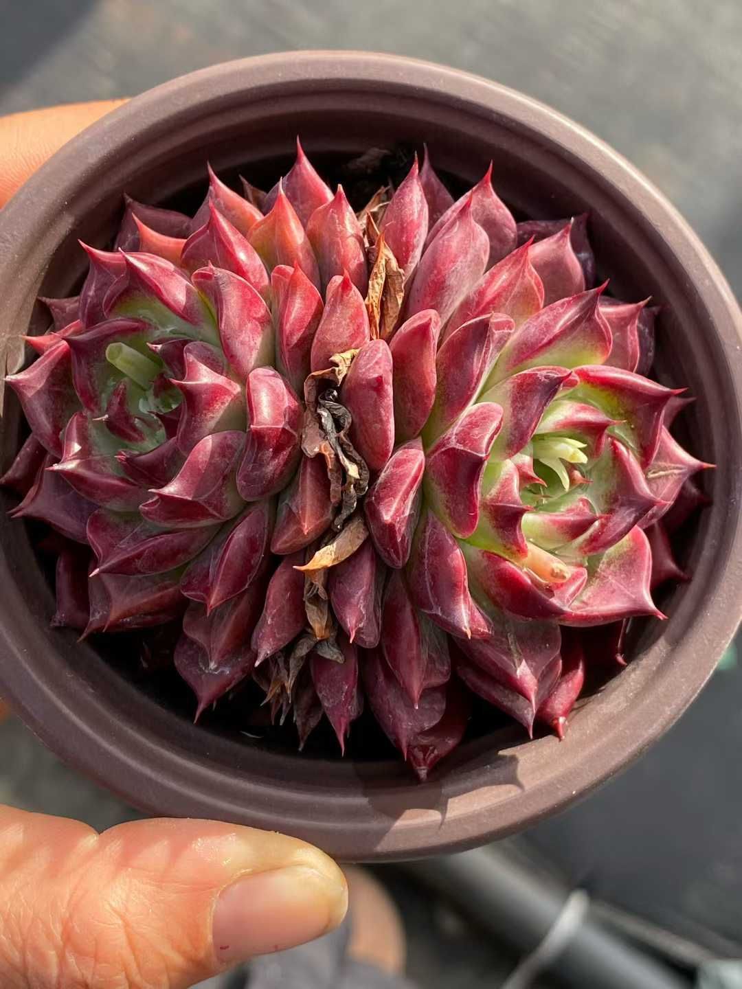 多肉植物 Z3577 ブラックナイト 18株 土鉢づき エケベリア セダム