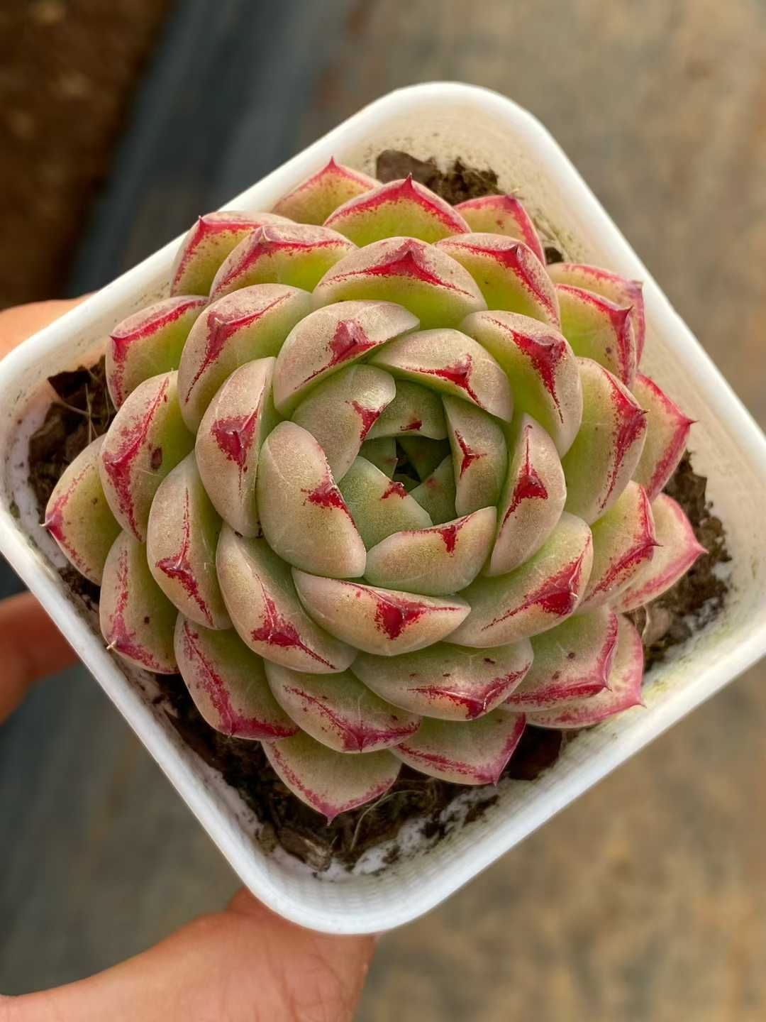 多肉植物 Z3578 フウヒ 32株 土鉢づき エケベリア セダム アエオニウム