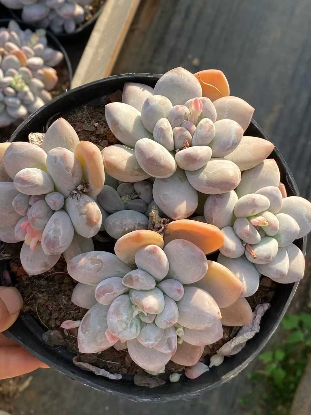 多肉植物 Z3580 パフューム 8株 土鉢づき エケベリア セダム