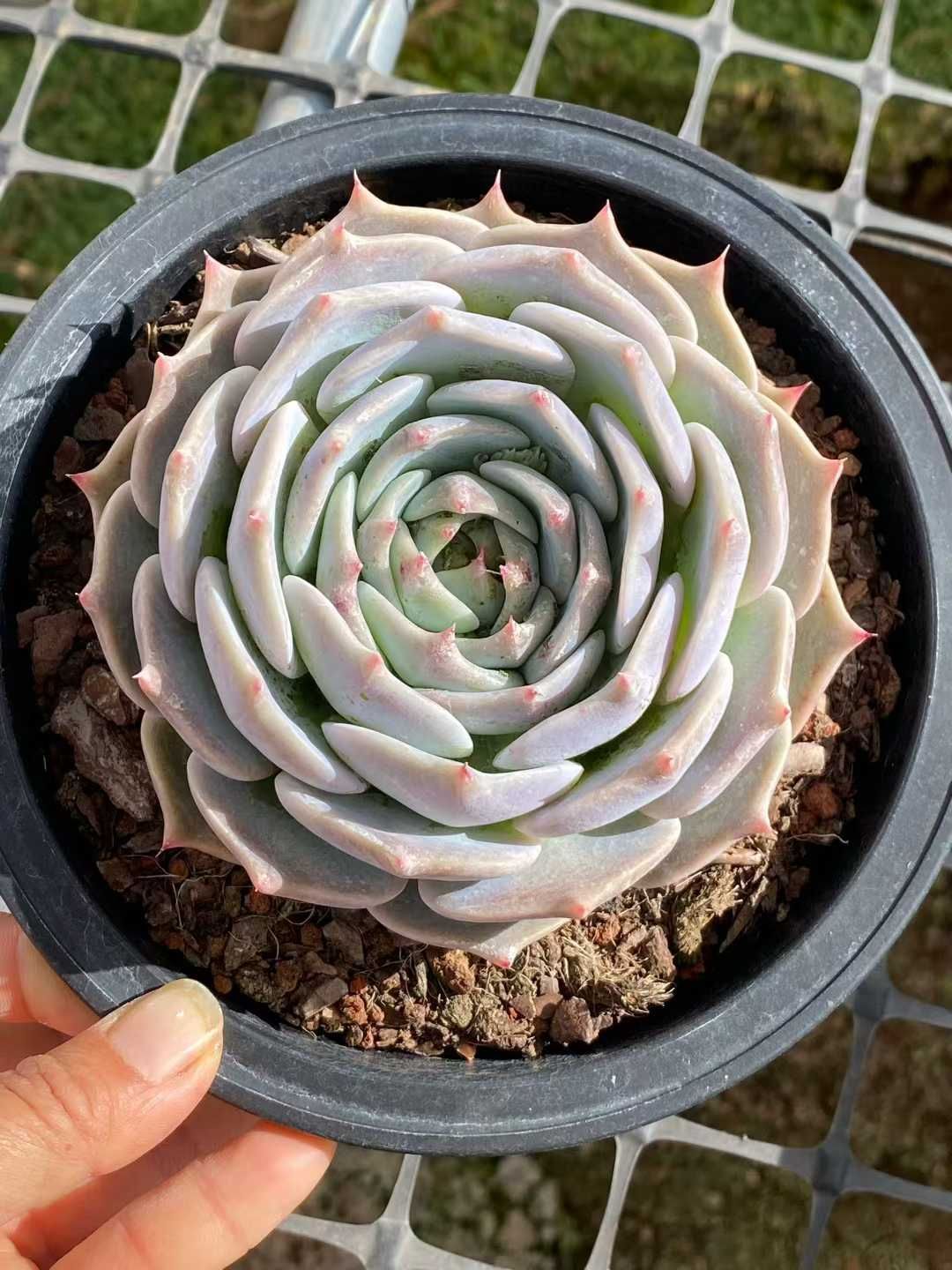 多肉植物 Z3566 ピカチュウ 8株 土鉢づき エケベリア セダム