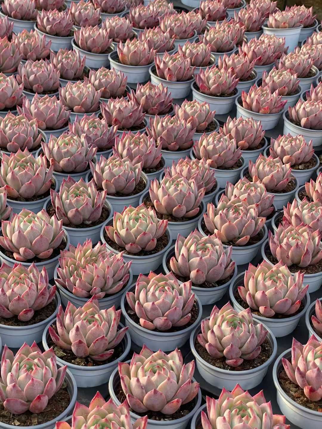 多肉植物 Z3560 コウラトウ 18株 土鉢づき エケベリア セダム