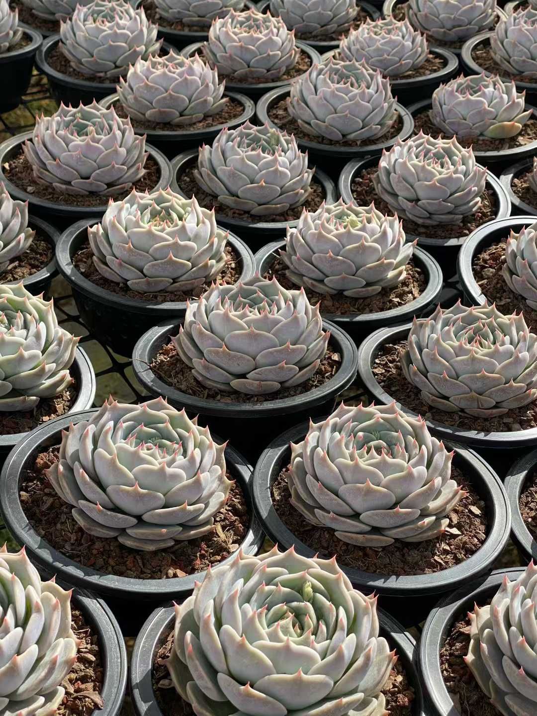 多肉植物 Z3566 ピカチュウ 8株 土鉢づき エケベリア セダム