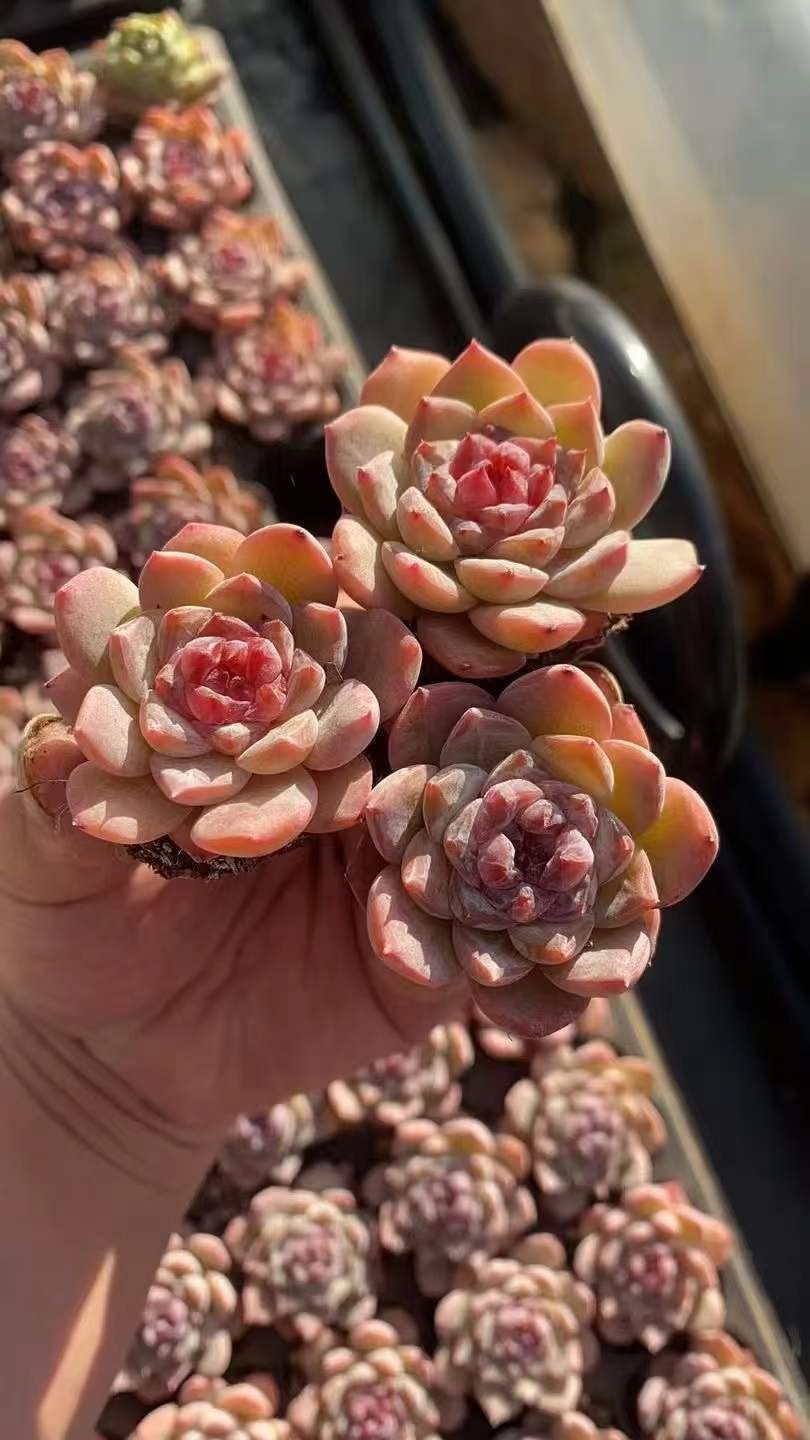 多肉植物 X564 ヒョウヒョウ 72苗 土根付き エケベリア セダム